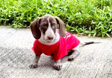 Mini dachshund female