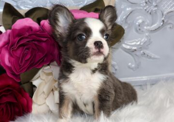 FLUFFY FRENCHIE GIRL