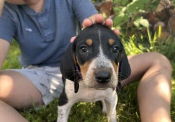 Walker/Bluetick mix