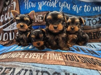 Yorkie Boy