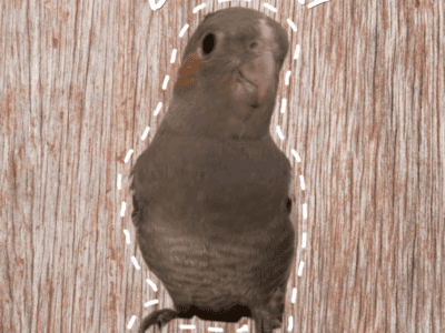 1 COCKATIELS LEFT (Blueberry)