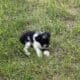 Let’s Parti-AKC Miniature Schnauzer
