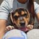 Shortlegged male beagle puppies