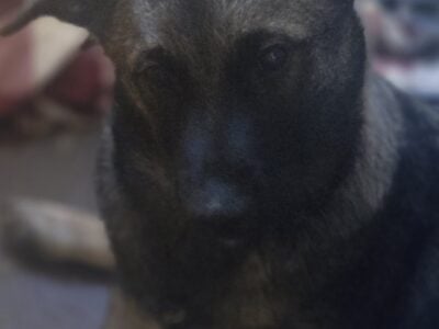 Sophie’s litter