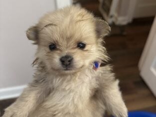 Purebred Pomeranian Puppies