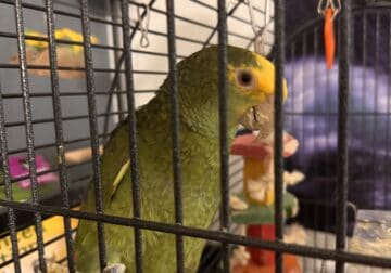 Yellow Nape Amazon Parrot