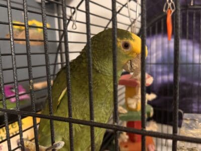 Yellow Nape Amazon Parrot