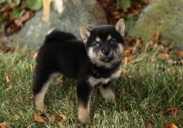 AKC Shiba Inu female pup in Indiana (Crystal)