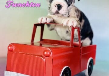 Cookie Female Frenchton