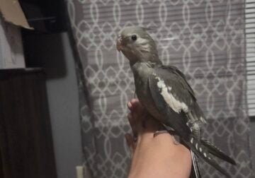 Cockatiel