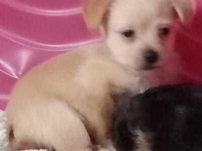 Terrier mixed breed