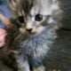 Maine Coon Kittens