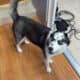 Rehoming asap