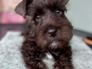 Mini Schnauzers puppies 11 weeks old