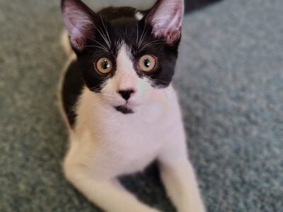Mimi: Black & White Kitten for Adoption