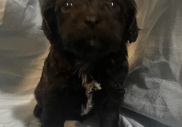 F1B Yorkie Poo pups