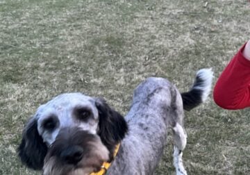 11 month old Labradoodle for rehome