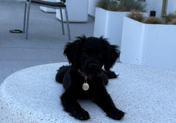 Selling 14 week old female Luna