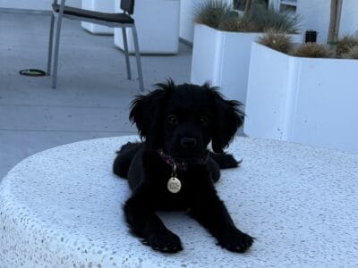 Selling 14 week old female Luna