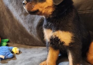 AKC Rottweiler puppies