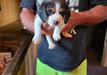 Beagle puppies