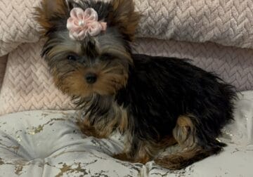 Micro female Rose 🇷🇺 champion bloodlines