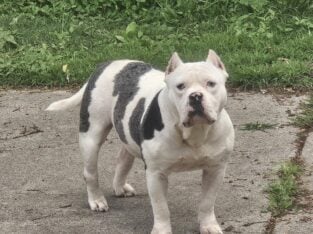 Free to good home no papers