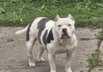 Free to good home no papers