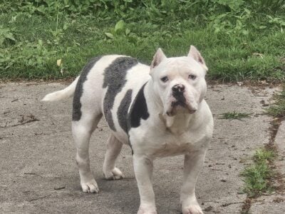 Free to good home no papers