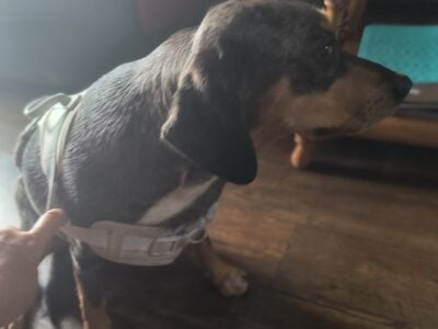Dog in need of forever home