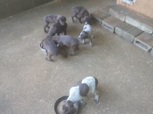 German Shorthaired Pointer puppies