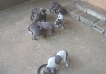 German Shorthaired Pointer puppies