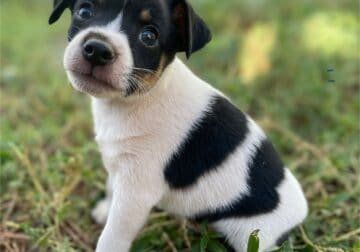 Miniature Rat Terrier Puppies