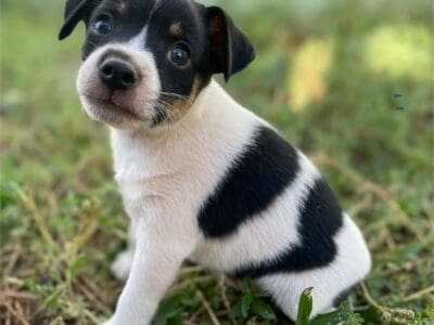 Miniature Rat Terrier Puppies