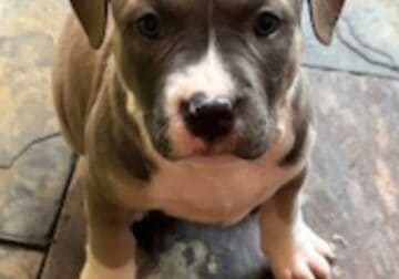 Miracle Pitbull puppies