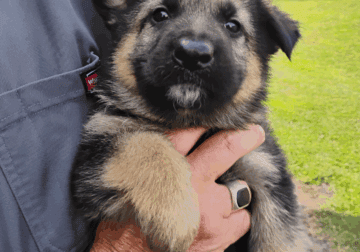 AKC German Shepherd pups Male and female Champion