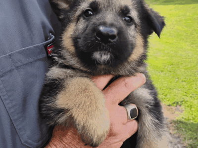 AKC German Shepherd pups Male and female Champion