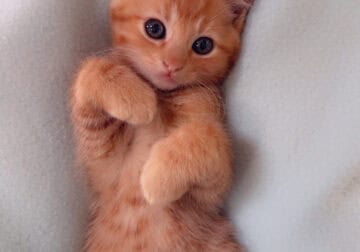 Kittens available for rehoming