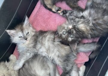 Mainecoon kittens