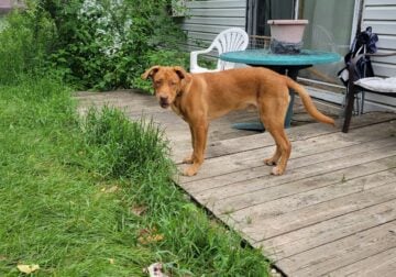 7 month German Shepherd Cane Corso mix