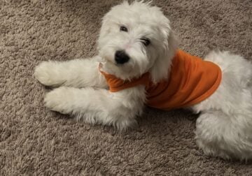 Rehoming Maltese puppy