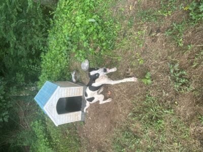 Bubbly Playful Aussie Mix