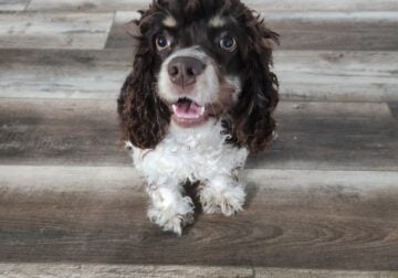 English Cocker Spaniel