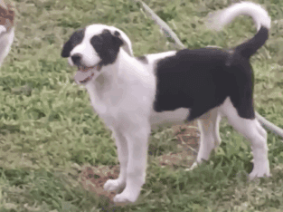 Dawei Border Collies puppies