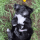 Malshi “Maltese Shih Tzu” Puppies