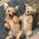 Yorkie Girl 11 weeks old