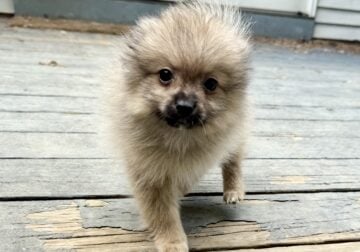 Bruno