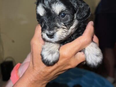 Schnoodle puppies