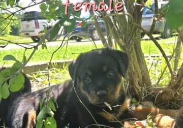 Rottweiler puppies