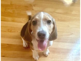 Beagle Puppy Male